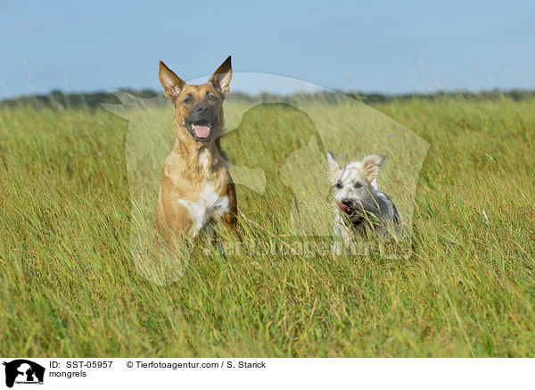 Mischlinge / mongrels / SST-05957