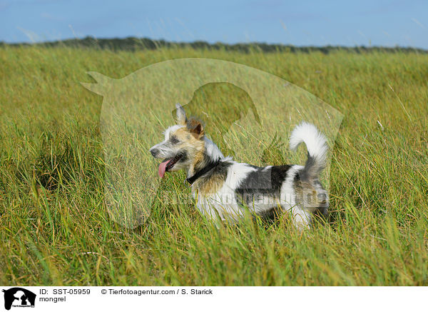 Mischling / mongrel / SST-05959