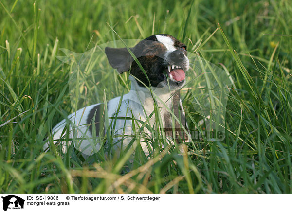 Pinscher-Mix / mongrel / SS-19806