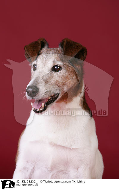 Terrier-Mischling Portrait / mongrel portrait / KL-03232