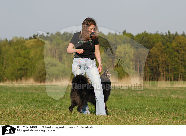 Mischling beim Dog Dance / Mongrel shows dog dance / YJ-01460