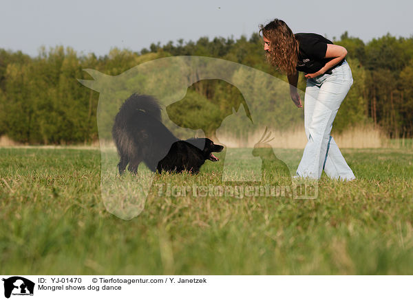 Mischling beim Dog Dance / Mongrel shows dog dance / YJ-01470