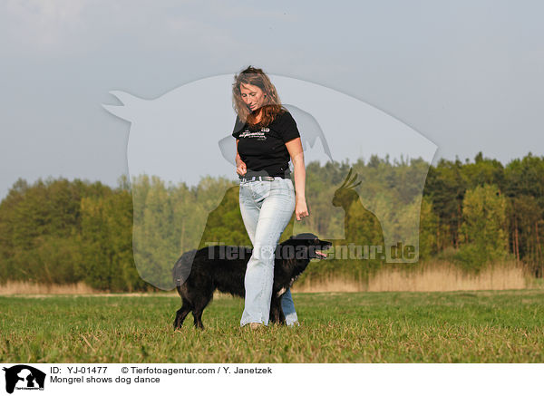 Mischling beim Dog Dance / Mongrel shows dog dance / YJ-01477