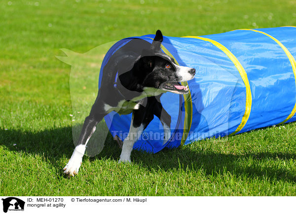 Mischling beim Agility / mongrel at agility / MEH-01270