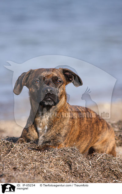 Bulldoggen-Mischling / mongrel / IF-05234