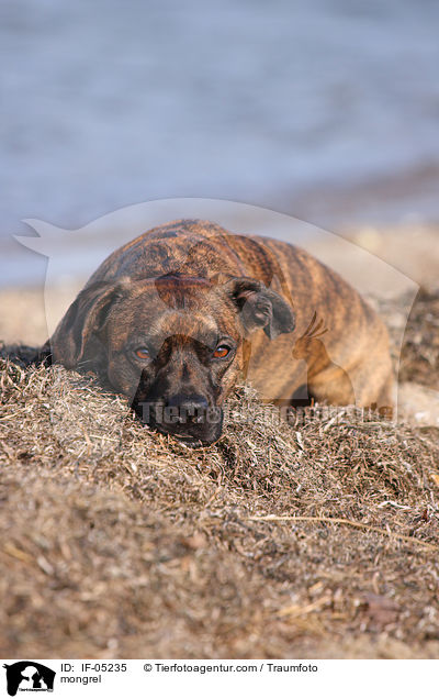 Bulldoggen-Mischling / mongrel / IF-05235
