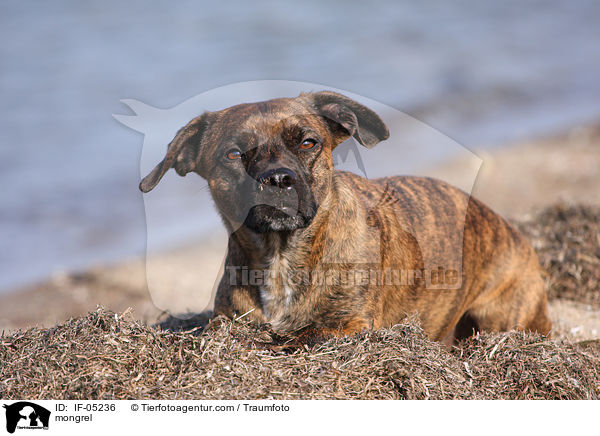 Bulldoggen-Mischling / mongrel / IF-05236