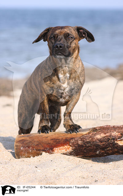 Bulldoggen-Mischling / mongrel / IF-05244