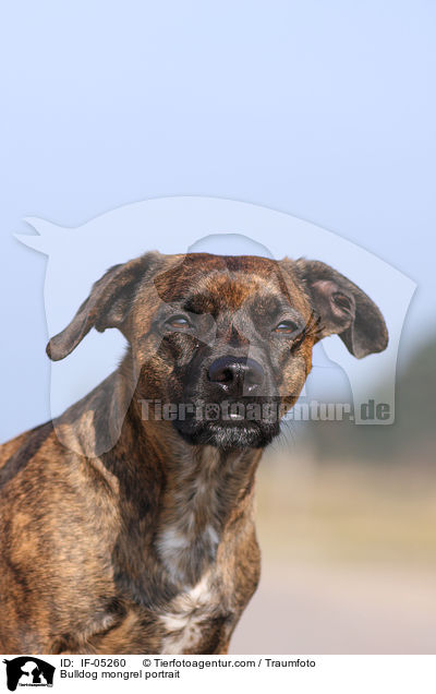 Bulldoggen-Mischling Portrait / Bulldog mongrel portrait / IF-05260