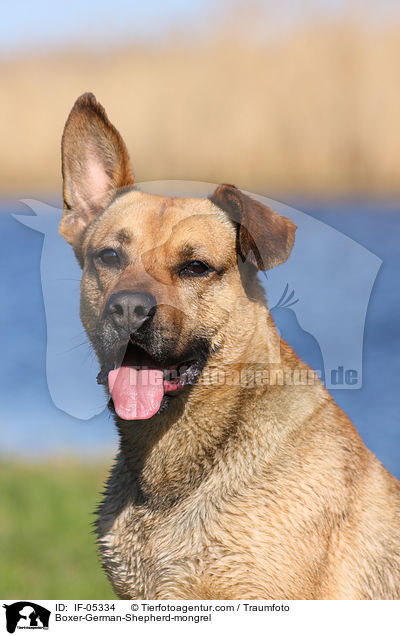 Boxer-Schferhund-Mischling / Boxer-German-Shepherd-mongrel / IF-05334