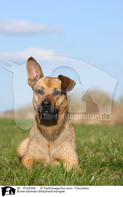 Boxer-Schferhund-Mischling / Boxer-German-Shepherd-mongrel / IF-05346