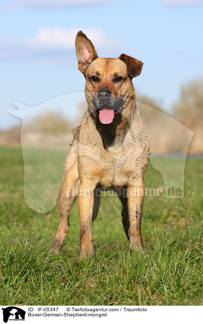 Boxer-Schferhund-Mischling / Boxer-German-Shepherd-mongrel / IF-05347