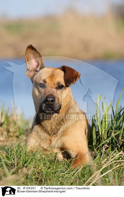 Boxer-Schferhund-Mischling / Boxer-German-Shepherd-mongrel / IF-05351