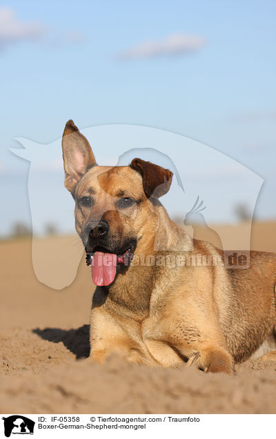Boxer-Schferhund-Mischling / Boxer-German-Shepherd-mongrel / IF-05358