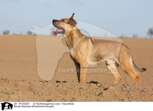 Boxer-Schferhund-Mischling / Boxer-German-Shepherd-mongrel / IF-05361