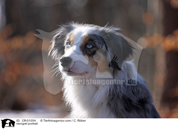 Aussie-Border-Mix Portrait / mongrel portrait / CR-01054