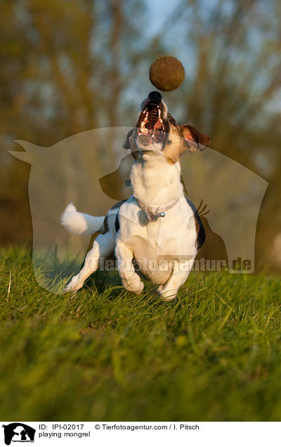 spielender Jack-Russell-Mischling / playing mongrel / IPI-02017