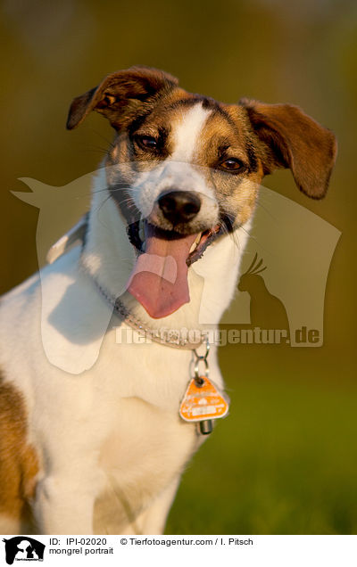 Jack-Russell-Mischling Portrait / mongrel portrait / IPI-02020