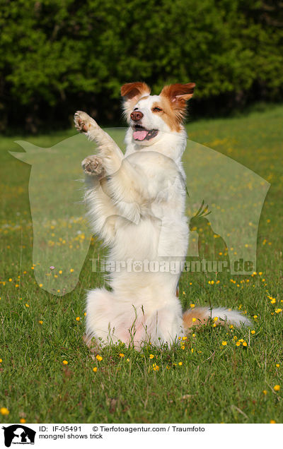 mongrel shows trick / IF-05491