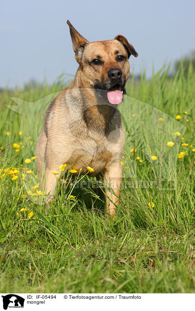 Boxer-Schferhund-Mix / mongrel / IF-05494