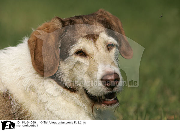 Mischling Portrait / mongrel portrait / KL-04090