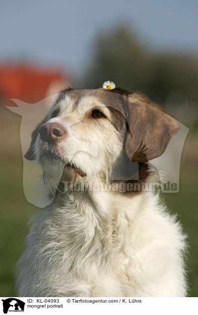 Mischling Portrait / mongrel portrait / KL-04093