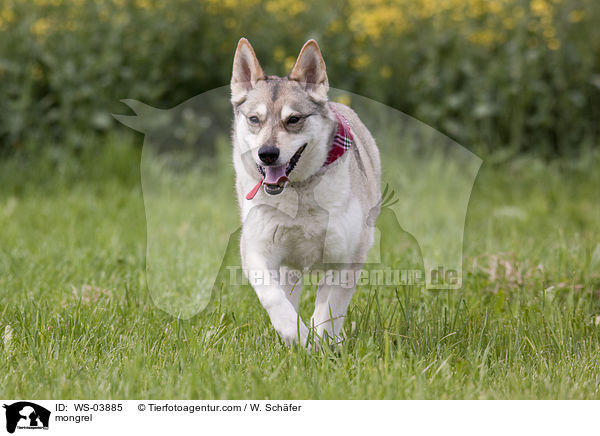 Husky-Mix / mongrel / WS-03885