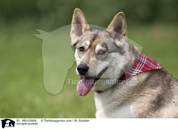 Husky-Mix Portrait / mongrel portrait / WS-03888