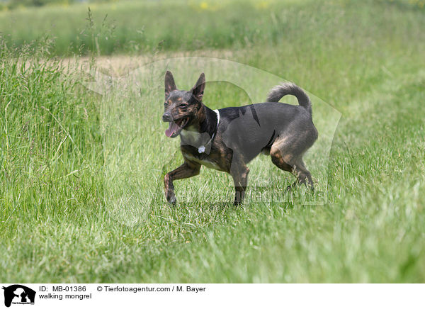 laufender Mischling / walking mongrel / MB-01386