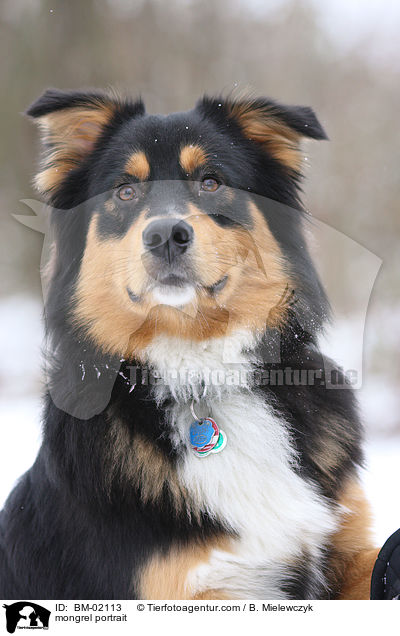 Mischling Portrait / mongrel portrait / BM-02113