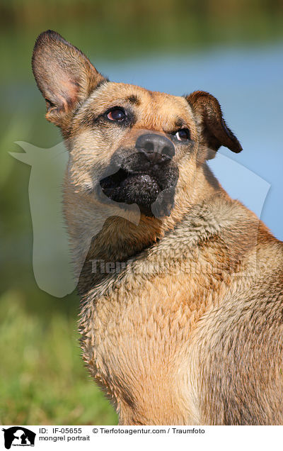 Boxer-Schferhund-Mix Portrait / mongrel portrait / IF-05655