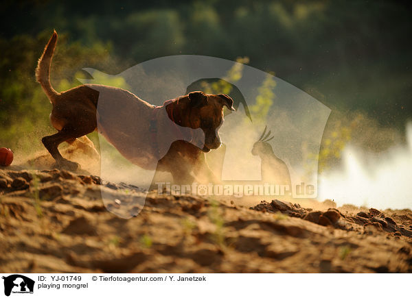 spielender Boxer-Mix / playing mongrel / YJ-01749