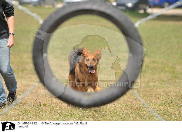 Mischling / mongrel / MR-04832