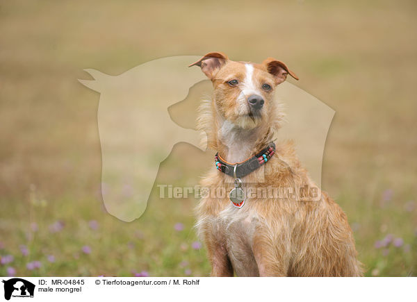 Mischling / male mongrel / MR-04845