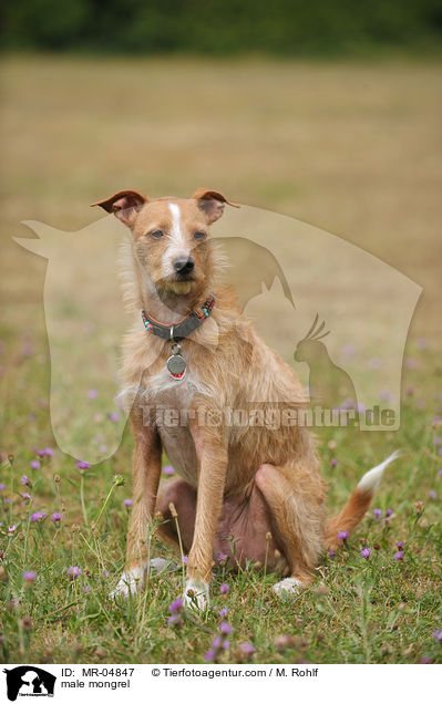 Mischling / male mongrel / MR-04847