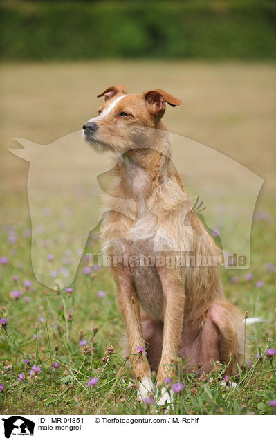 Mischling / male mongrel / MR-04851