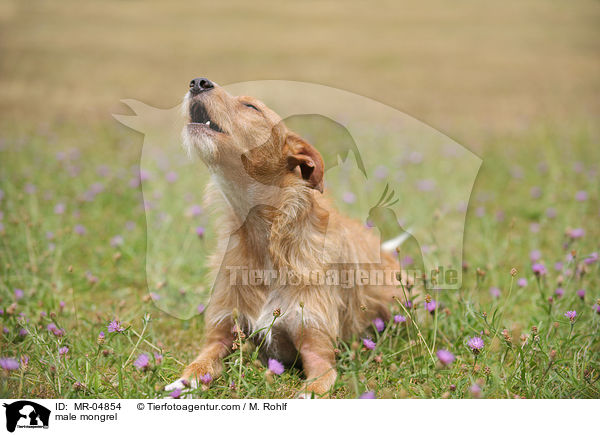 Mischling / male mongrel / MR-04854
