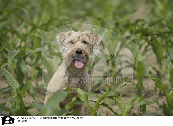Mischling / mongrel / MR-04940