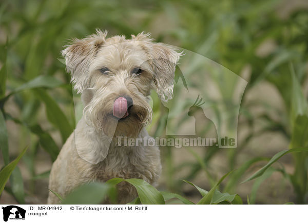 Mischling / mongrel / MR-04942
