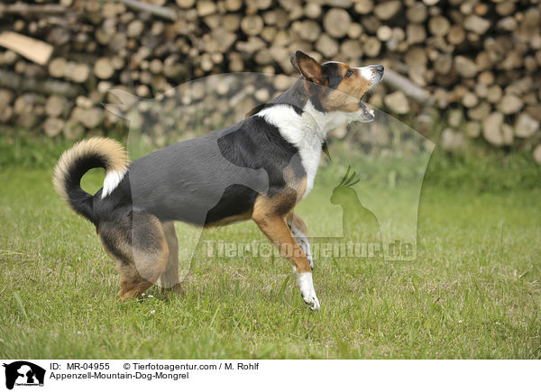 Appenzeller-Sennenhund-Mischling / Appenzell-Mountain-Dog-Mongrel / MR-04955