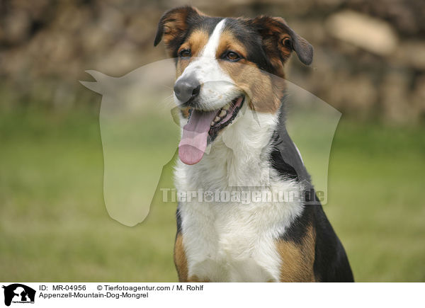 Appenzeller-Sennenhund-Mischling / Appenzell-Mountain-Dog-Mongrel / MR-04956