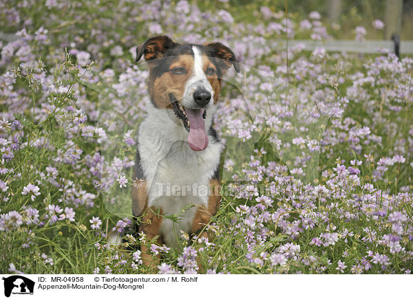 Appenzeller-Sennenhund-Mischling / Appenzell-Mountain-Dog-Mongrel / MR-04958