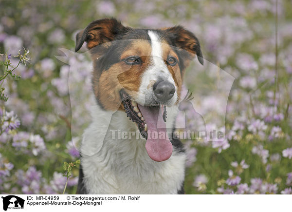 Appenzeller-Sennenhund-Mischling / Appenzell-Mountain-Dog-Mongrel / MR-04959