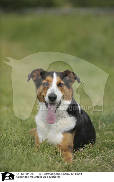 Appenzeller-Sennenhund-Mischling / Appenzell-Mountain-Dog-Mongrel / MR-04967