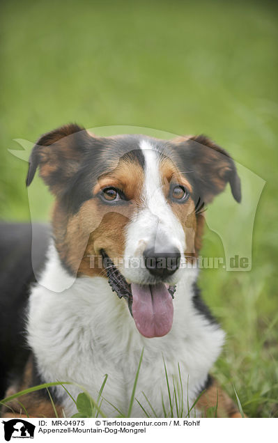 Appenzeller-Sennenhund-Mischling / Appenzell-Mountain-Dog-Mongrel / MR-04975
