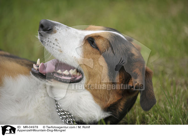 Appenzeller-Sennenhund-Mischling / Appenzell-Mountain-Dog-Mongrel / MR-04978