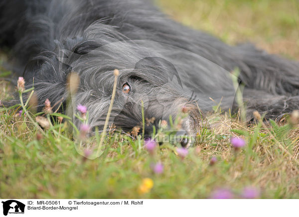 Briard-Border-Mischling / Briard-Border-Mongrel / MR-05061