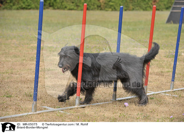 Briard-Border-Mischling / Briard-Border-Mongrel / MR-05075