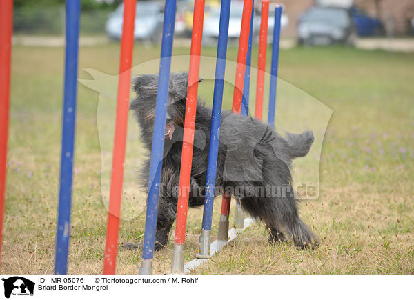 Briard-Border-Mischling / Briard-Border-Mongrel / MR-05076