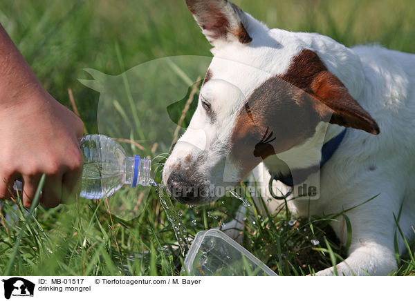 trinkender Terrier-Mischling / drinking mongrel / MB-01517